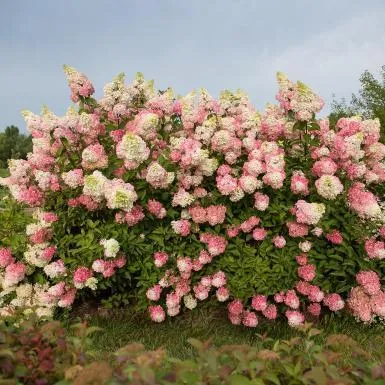 Berry White® Hydrangea